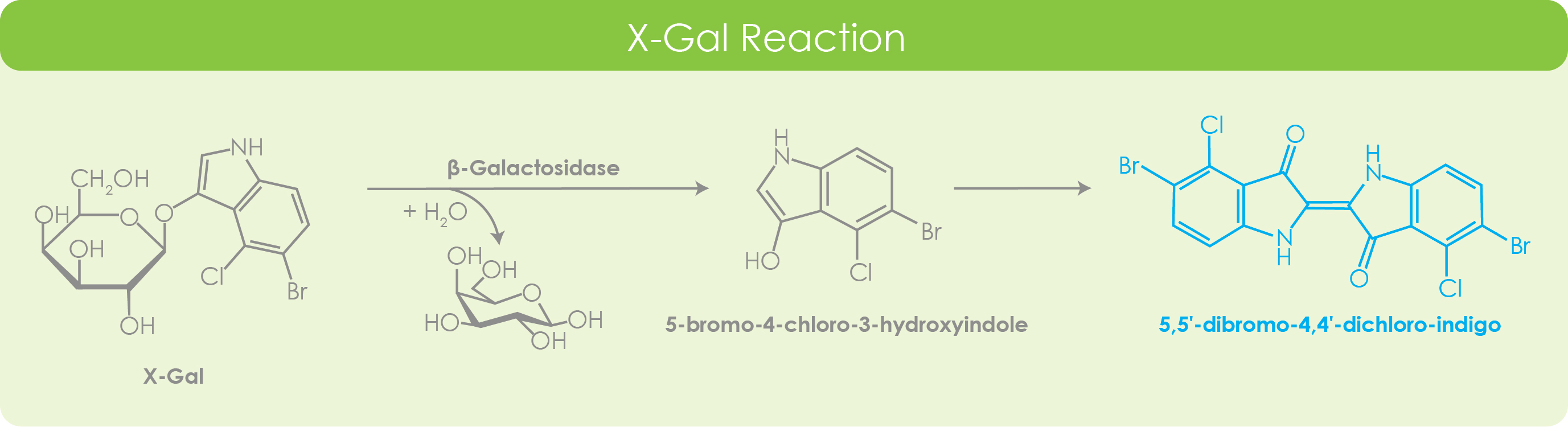 XGal ZellBio GmbH Quality and affordable reagents